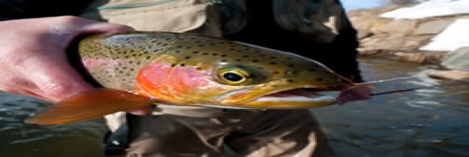 Ouverture de la Pêche en Thiérache - 1ére Catégorie